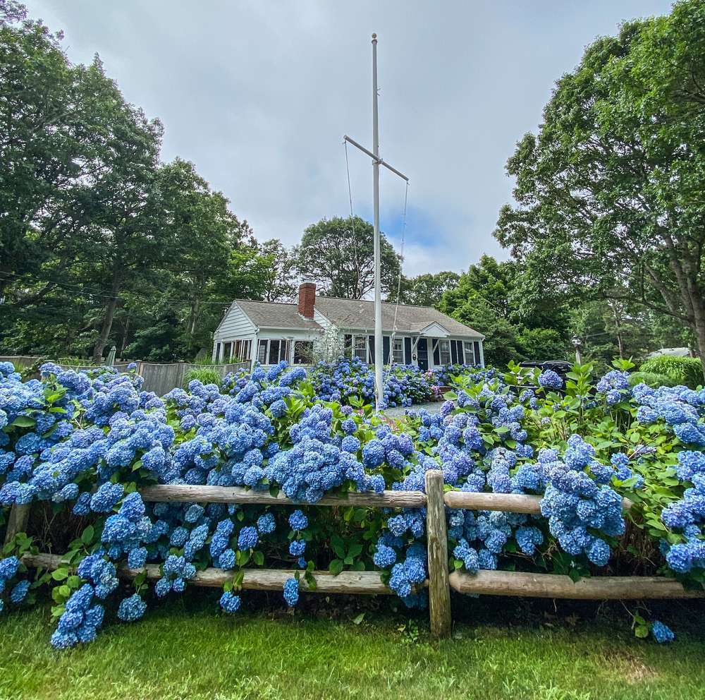 beautiful flowers in front of a modest colonial style home in yarmouth ma