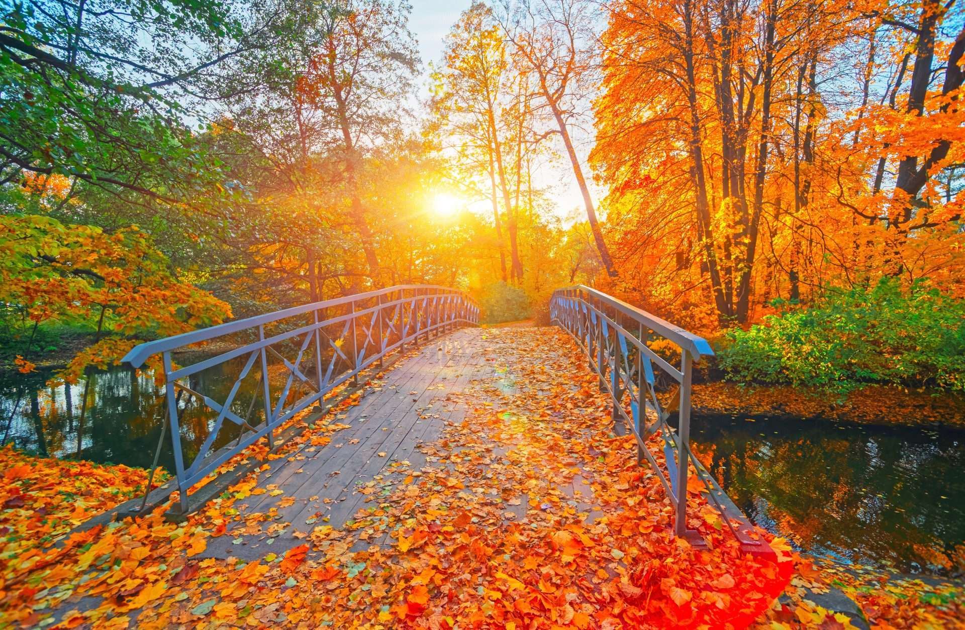 Fall foliage and small wooden bridge. 