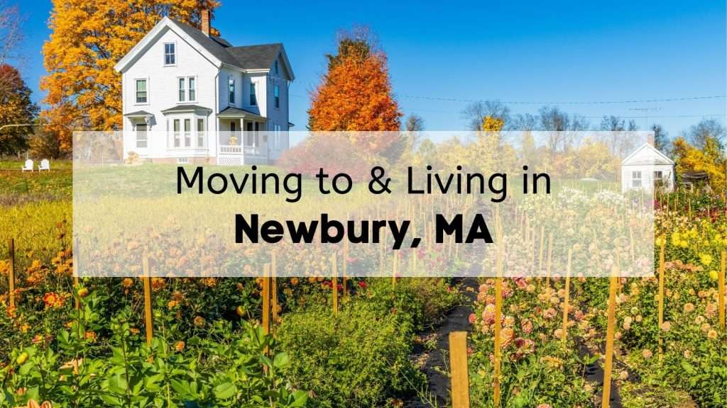 Farm and sunflower field in West Newbury MA.