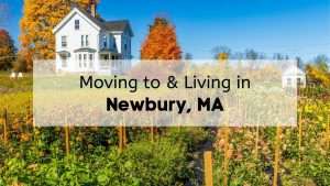 Farm and sunflower field in West Newbury MA.