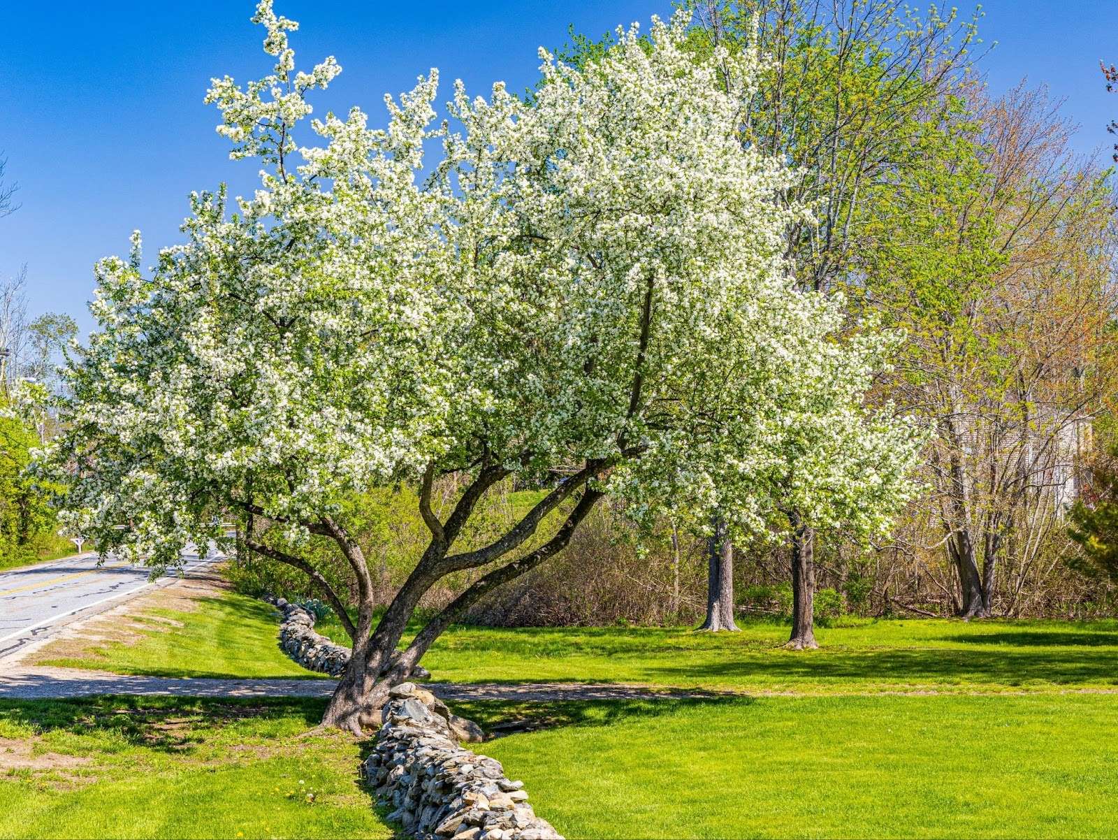 beautiful blooming tree in West Newbury, MA